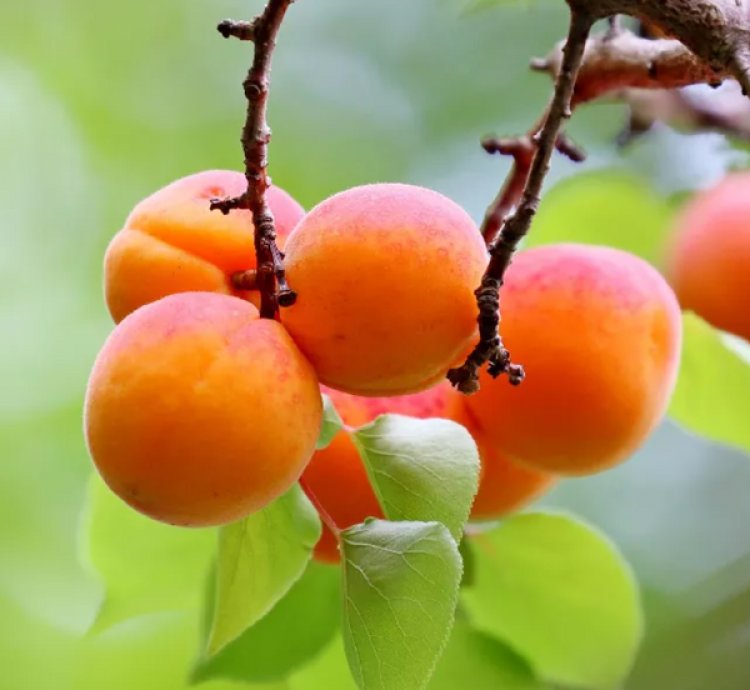 Blenheim Apricot Tree