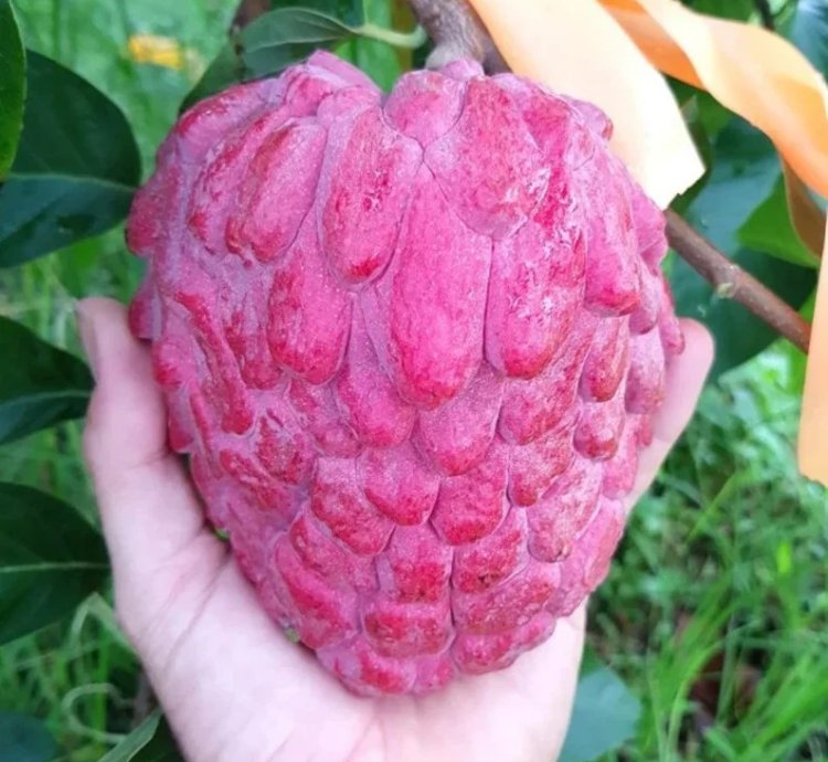 Sugar Apple - Custard Apple Live Fruit Plant - Grafted Annona squamosa Sitafal
