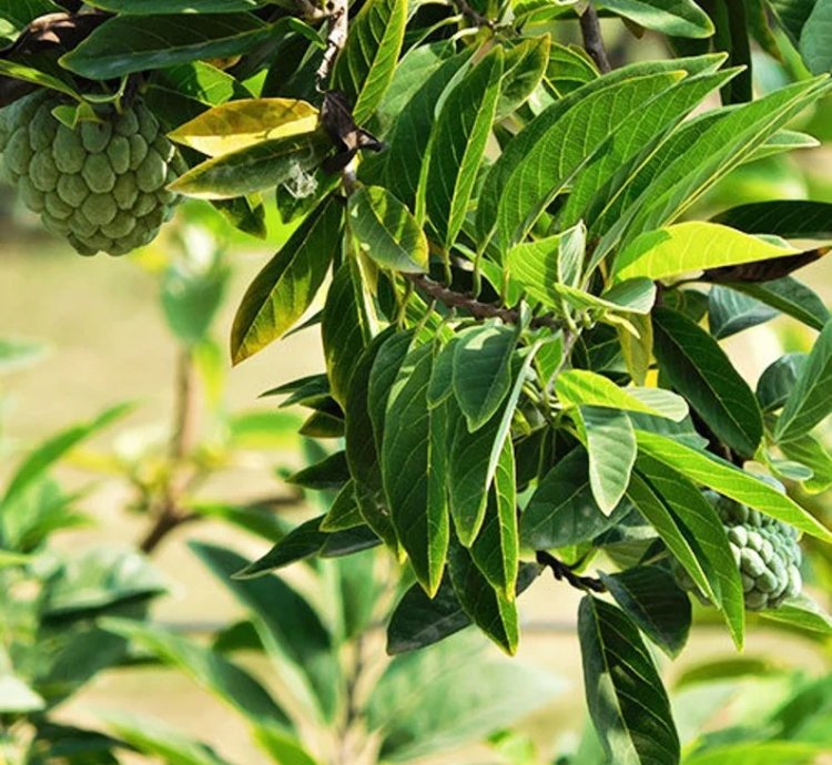 Sugar Apple - Custard Apple Live Fruit Plant - Grafted Annona squamosa Sitafal