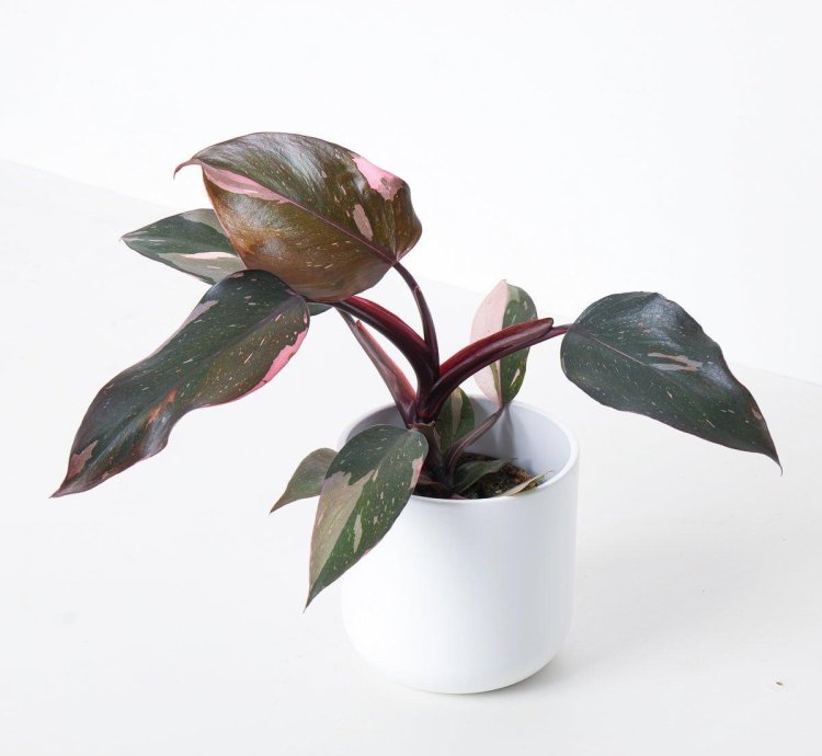 Philodendron Pink Princess