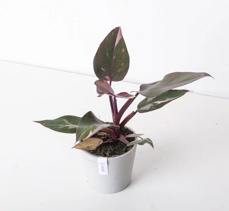 Philodendron Pink Princess