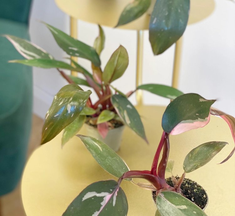 Philodendron Pink Princess