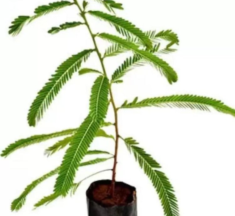 Amla - Indian Gooseberry Live Tree - Ayurvedic Tree