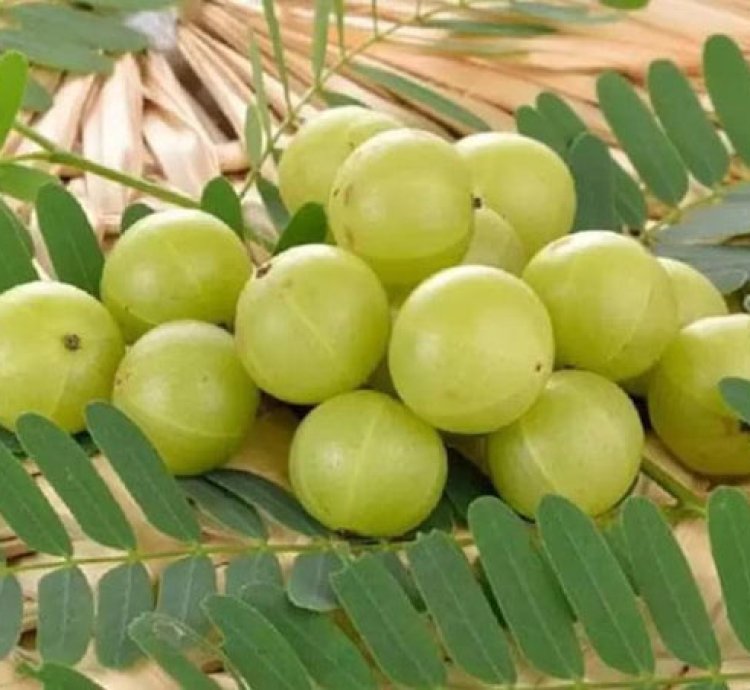 Amla - Indian Gooseberry Live Tree - Ayurvedic Tree