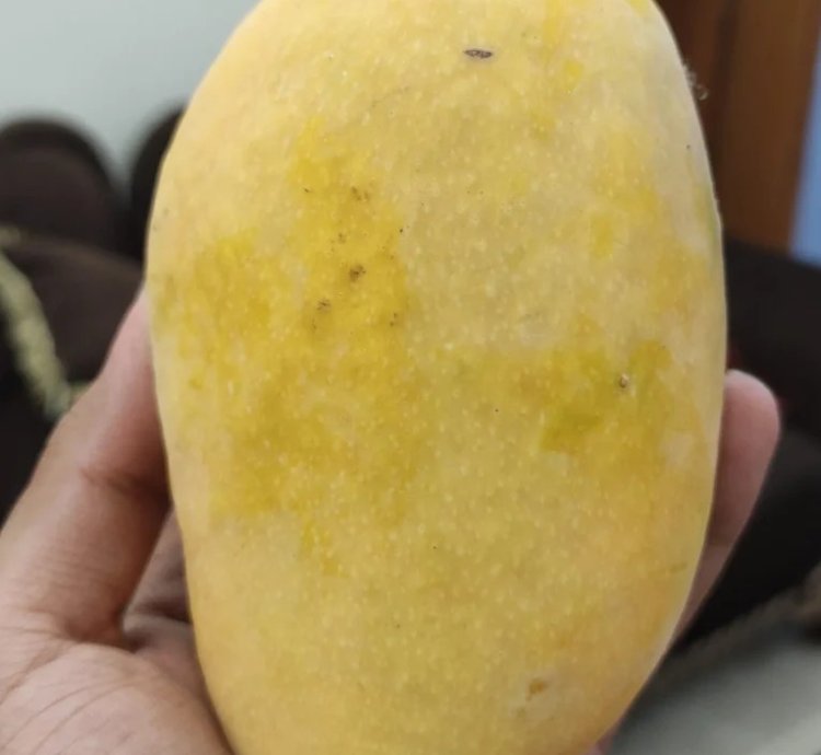 Chaunsa Mango Live Plant (Mangifera Chaunsa)