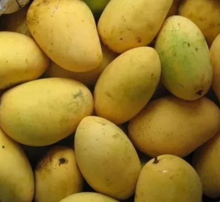 Chaunsa Mango Live Plant (Mangifera Chaunsa)