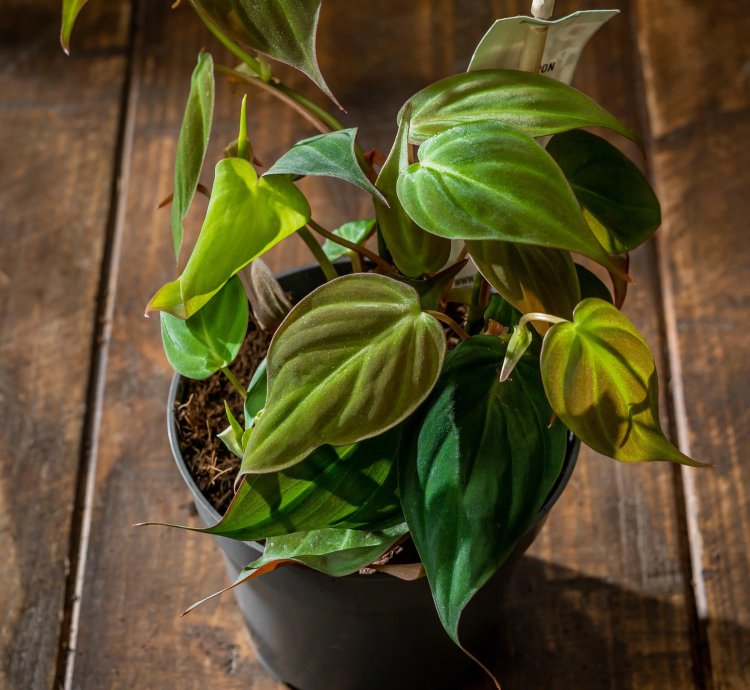 Philodendron Scandens Micans