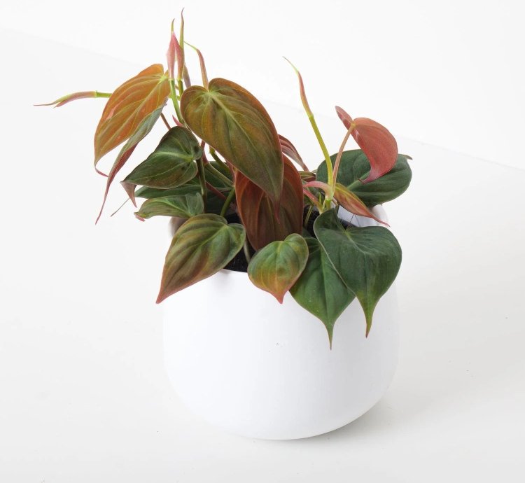 Philodendron Scandens Micans
