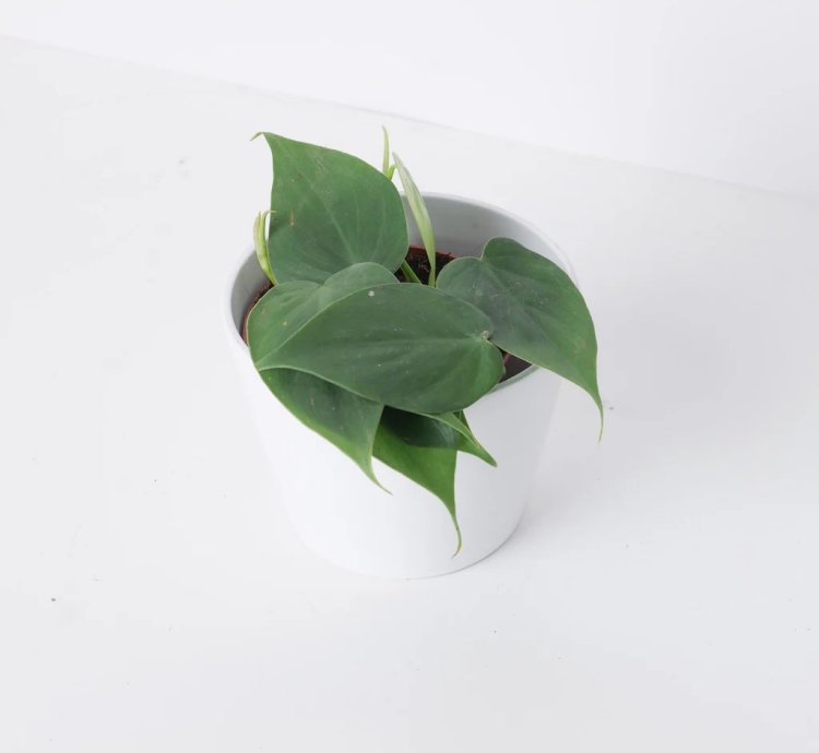 Philodendron Scandens