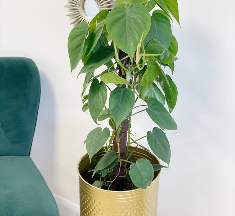 Philodendron Scandens