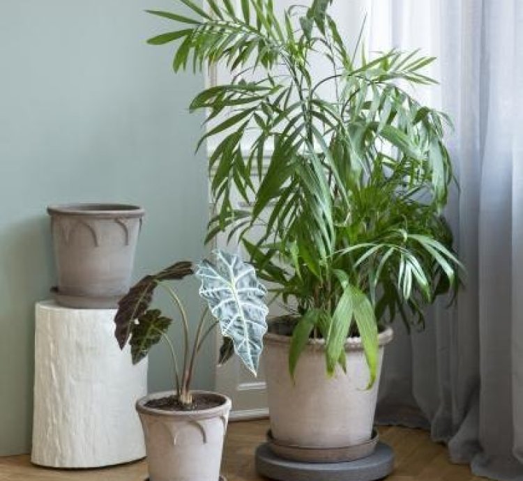 Monstera Adansonii Monkey Mask