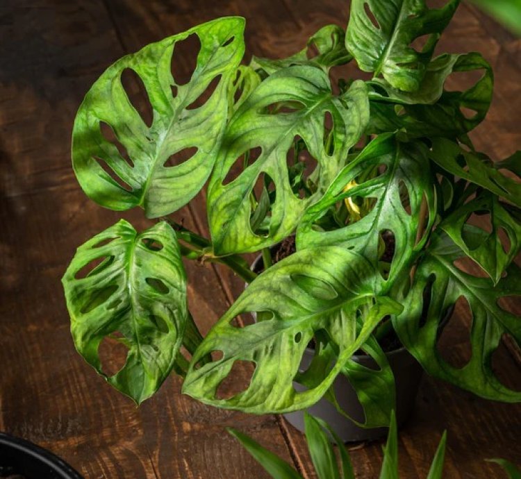 Monstera Adansonii Monkey Mask