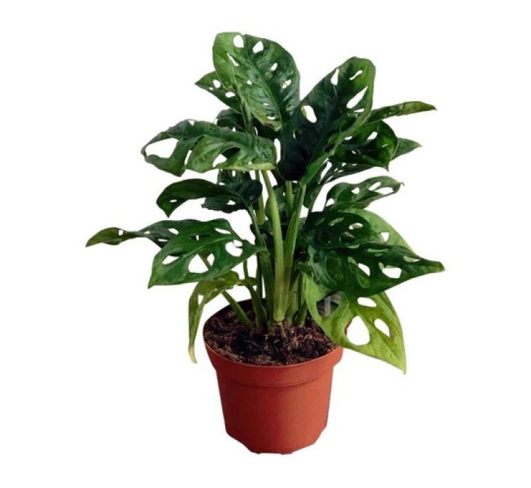 Monstera Adansonii Monkey Mask