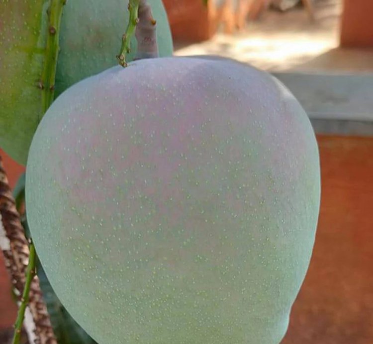 All Other Mango Live Plants (Mangifera indica)