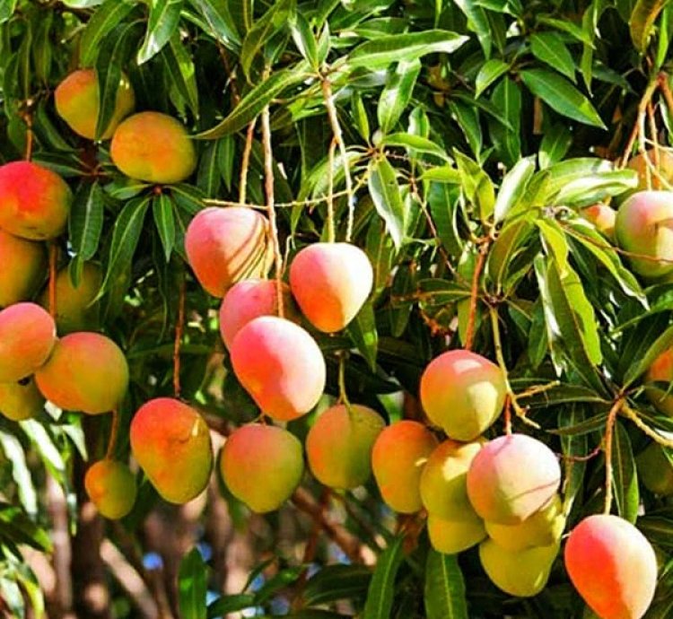 All Other Mango Live Plants (Mangifera indica)