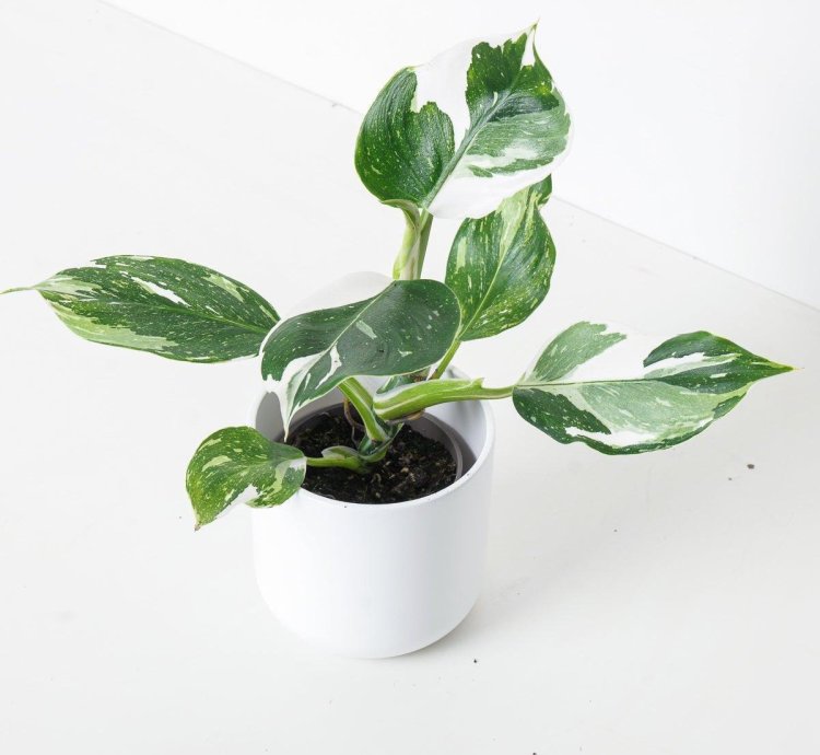 Philodendron White Wizard
