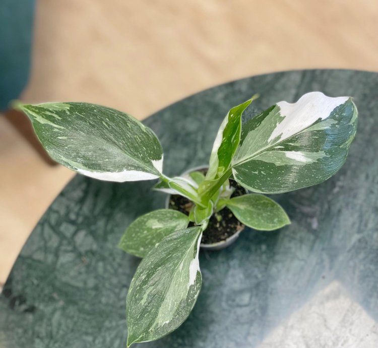 Philodendron White Wizard