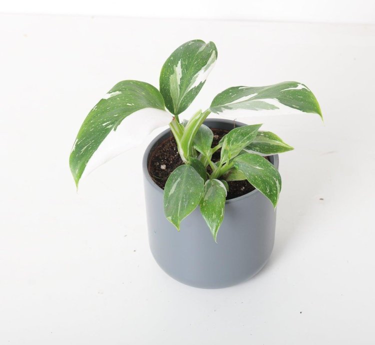 Philodendron White Wizard
