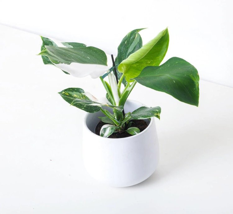 Philodendron White Wizard