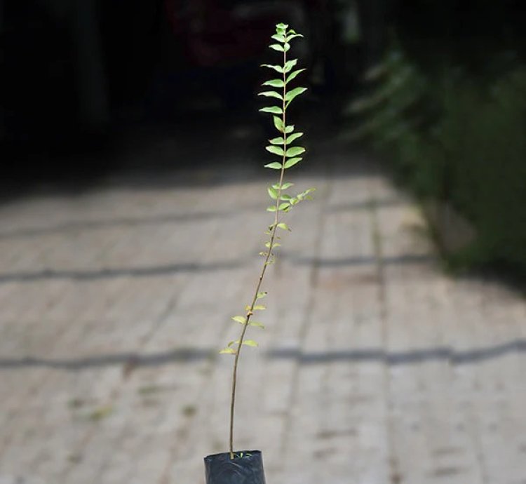 Camu Camu Live Plants (Myrciaria Dubia)