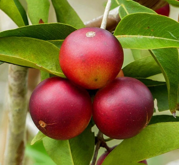 Camu Camu Live Plants (Myrciaria Dubia)