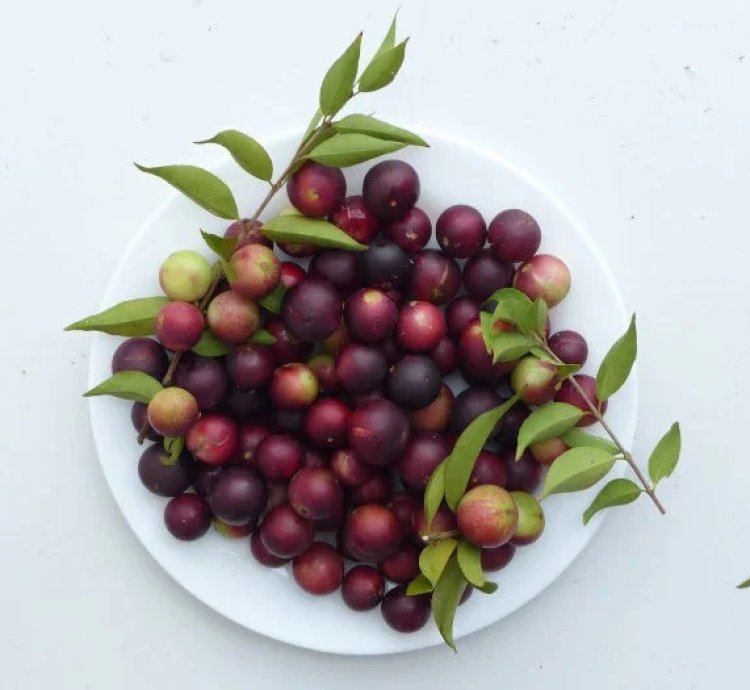 Camu Camu Live Plants (Myrciaria Dubia)