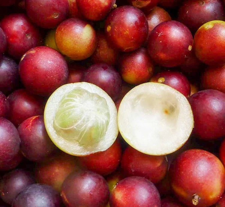 Camu Camu Live Plants (Myrciaria Dubia)