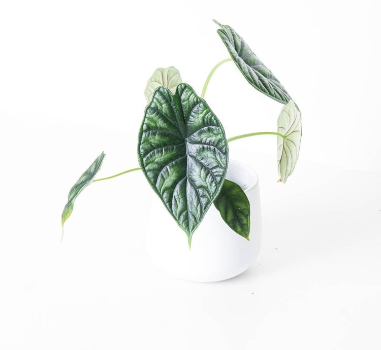 Alocasia Dragon Scale