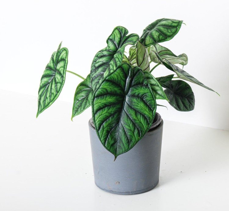 Alocasia Dragon Scale