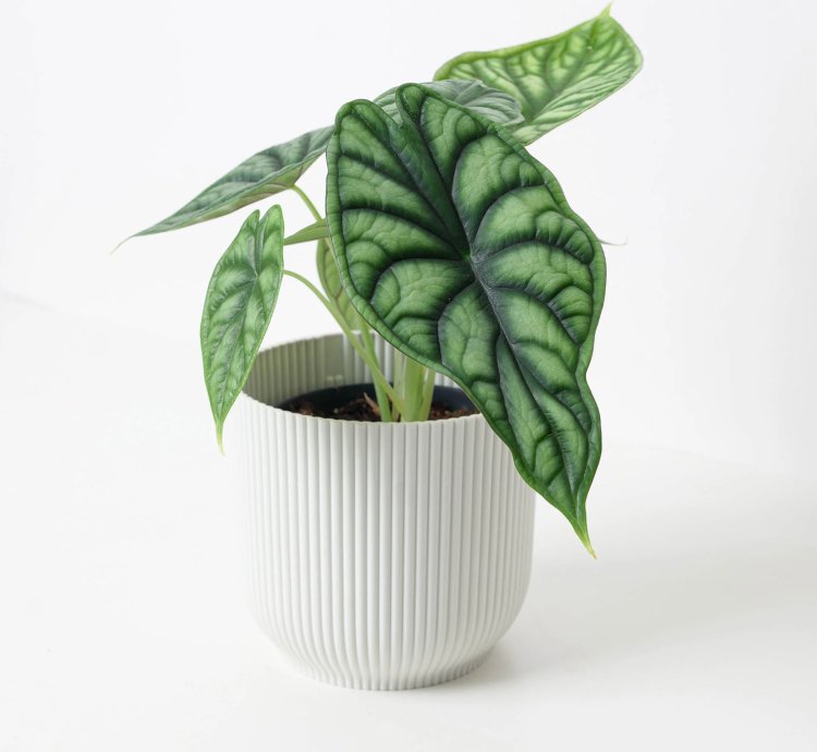 Alocasia Dragon Scale