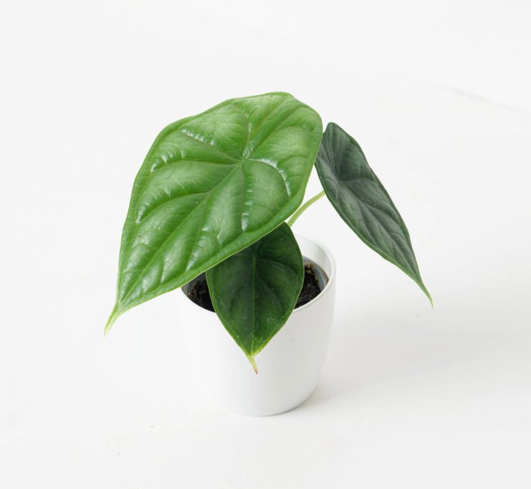 Alocasia Dragon Scale