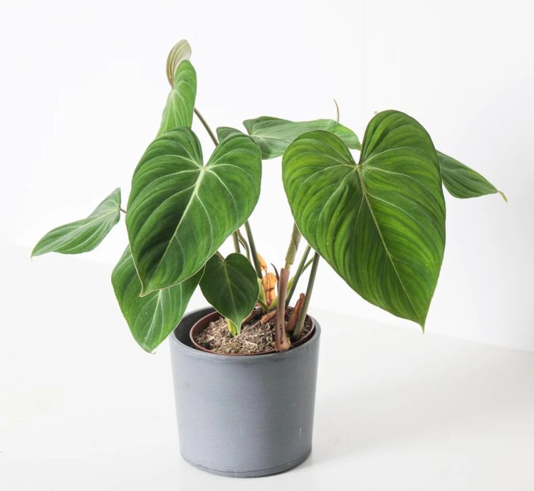 Philodendron Gloriosum