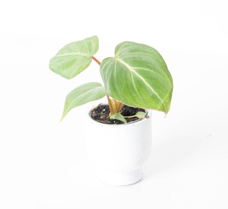 Philodendron Gloriosum