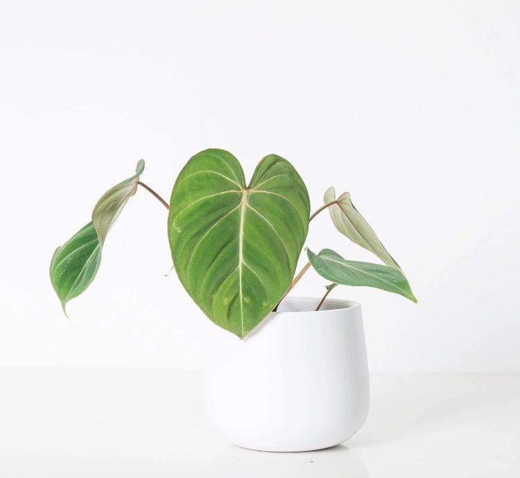 Philodendron Gloriosum