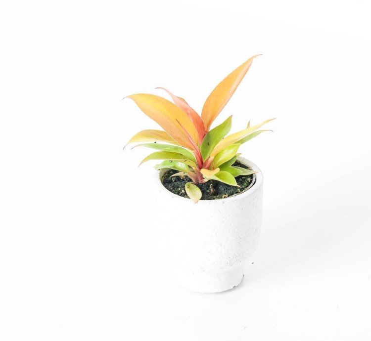 Philodendron Prince of Orange