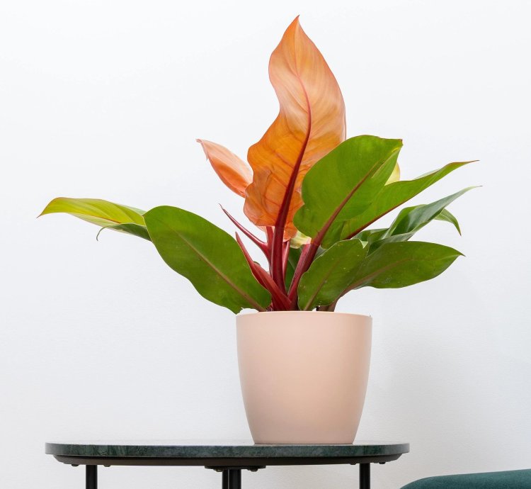 Philodendron Prince of Orange