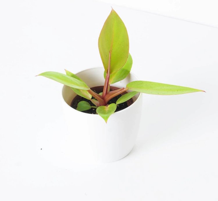 Philodendron Prince of Orange