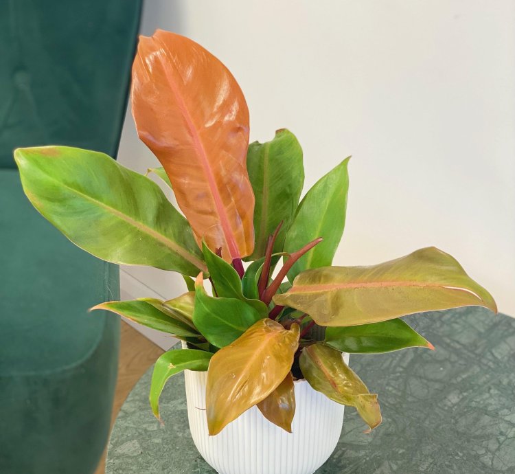 Philodendron Prince of Orange