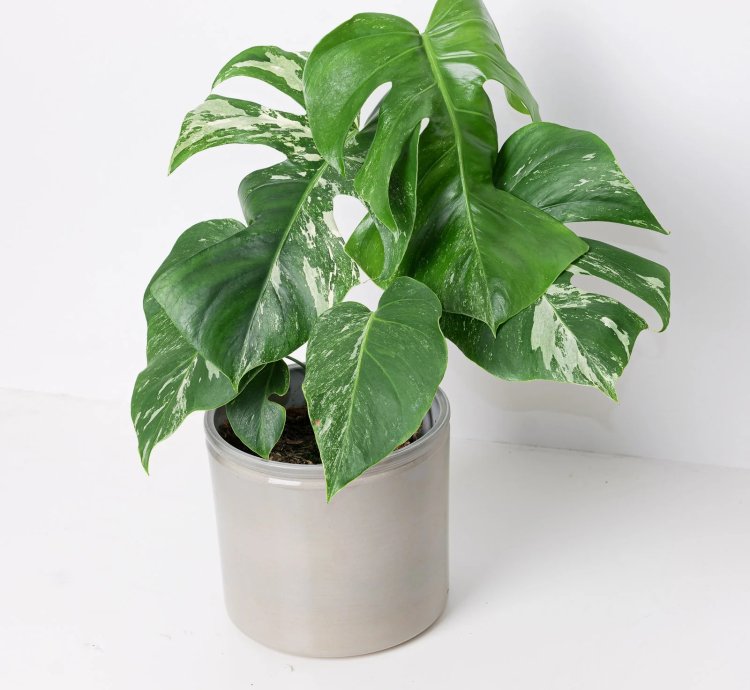 Monstera Deliciosa Albo Variegated