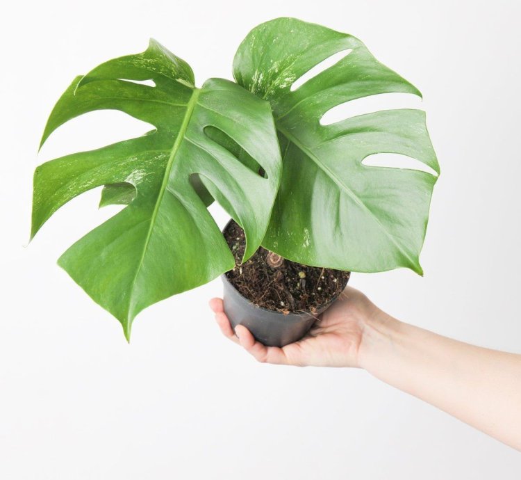 Monstera Deliciosa Albo Variegated