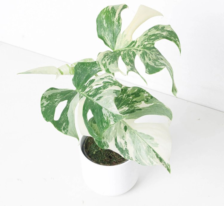 Monstera Deliciosa Albo Variegated