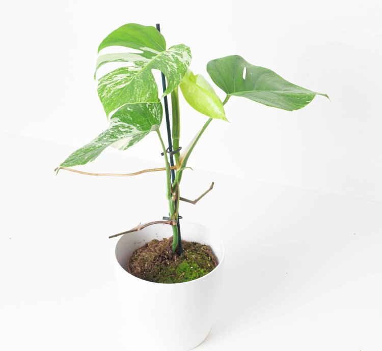 Monstera Deliciosa Albo Variegated