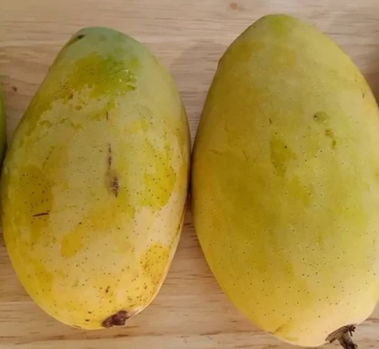 Dasheri Mango Live Plant (Mangifera indica)