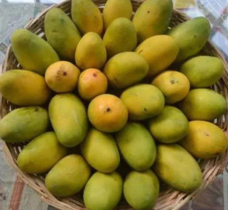 Dasheri Mango Live Plant (Mangifera indica)