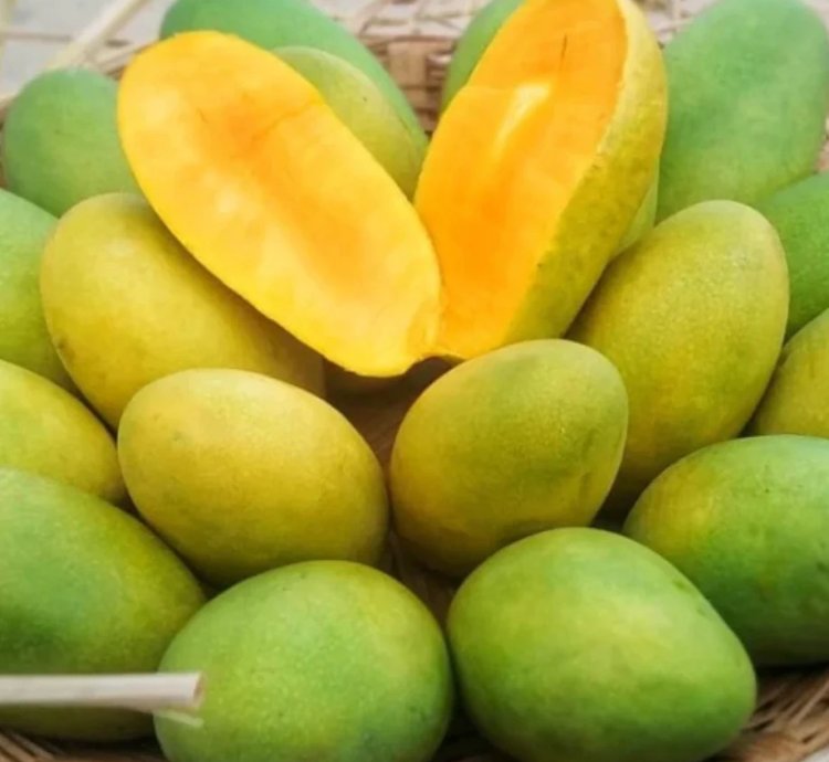 Dasheri Mango Live Plant (Mangifera indica)