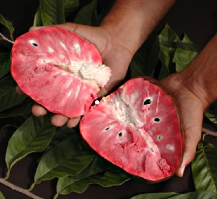 Red Araticum Live Plants (Annona Cacans)