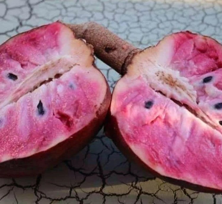Red Araticum Live Plants (Annona Cacans)