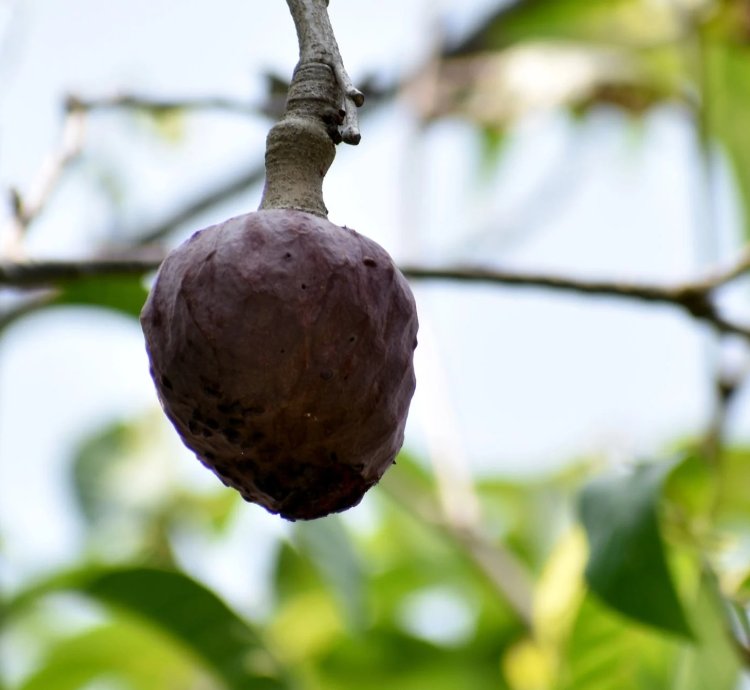 Red Araticum Live Plants (Annona Cacans)