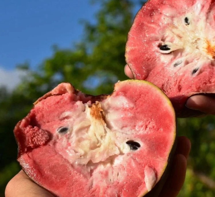 Red Araticum Live Plants (Annona Cacans)