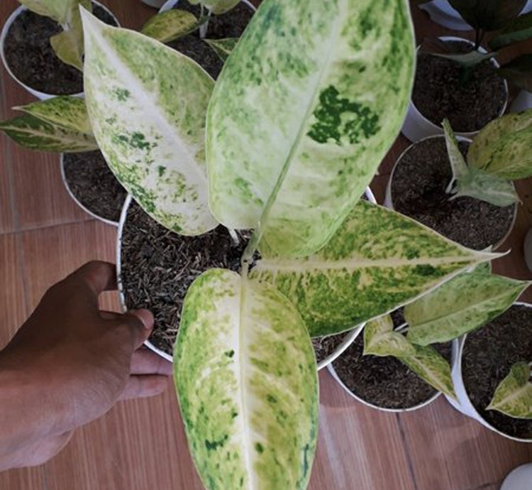Aglaonema Big Roy White